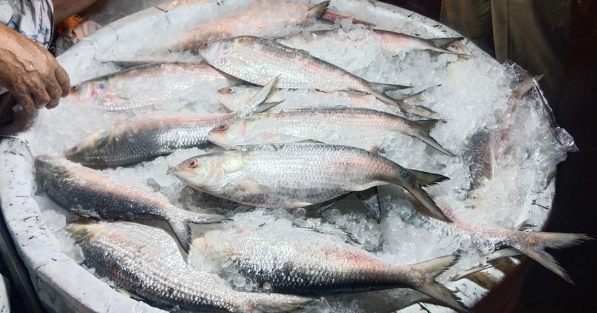 Hilsa Hijacked: The Lucrative Underwater Heist Uncovered
