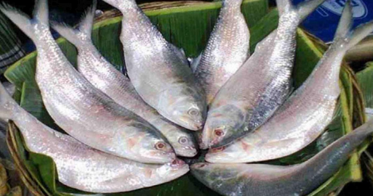 মা ইলিশ রক্ষায় মানতে হবে আইন