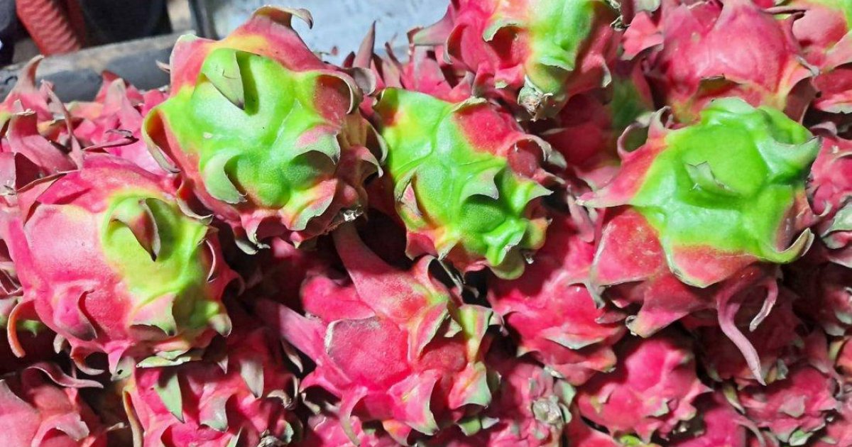 ড্রাগন ফল খেলে এত উপকার পাওয়া যায় জানতেন?
