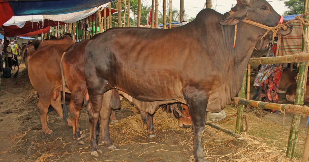 চট্টগ্রামে এবার ৫ লাখের বেশি চামড়া সংগ্রহ