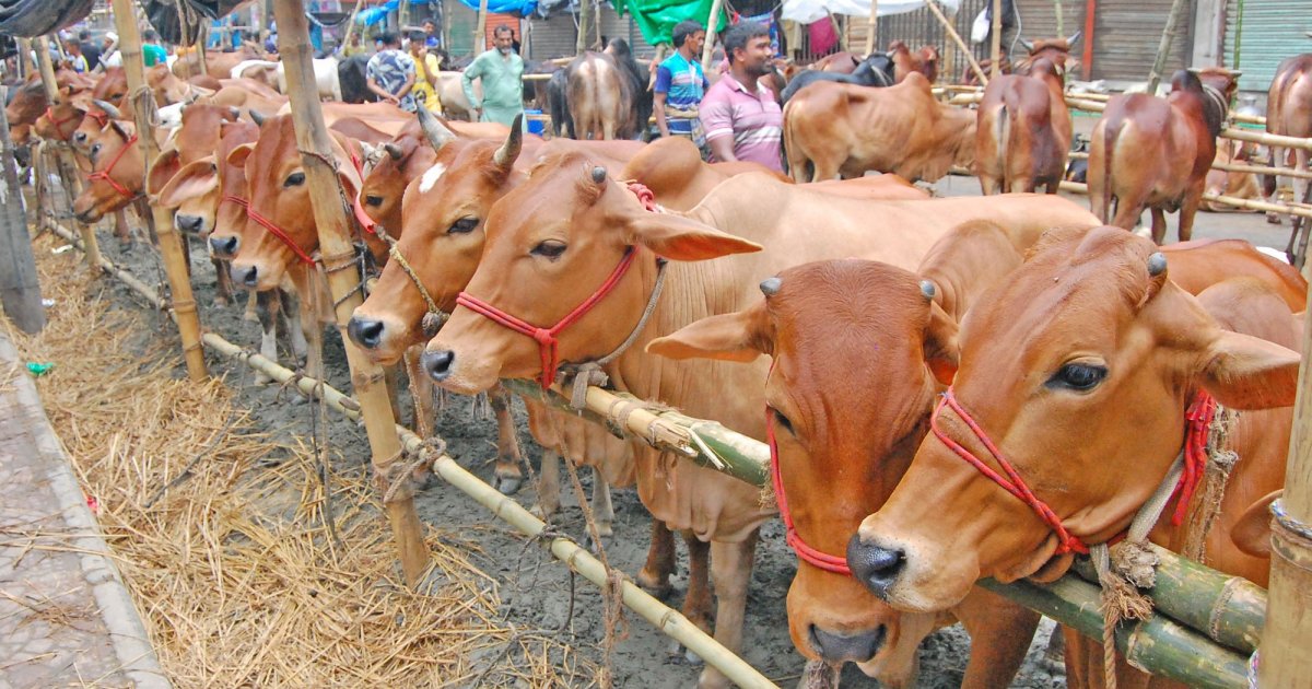 কোরবানির চামড়া: সরকার নির্ধারিত দাম পাচ্ছেন না আড়তদাররা
