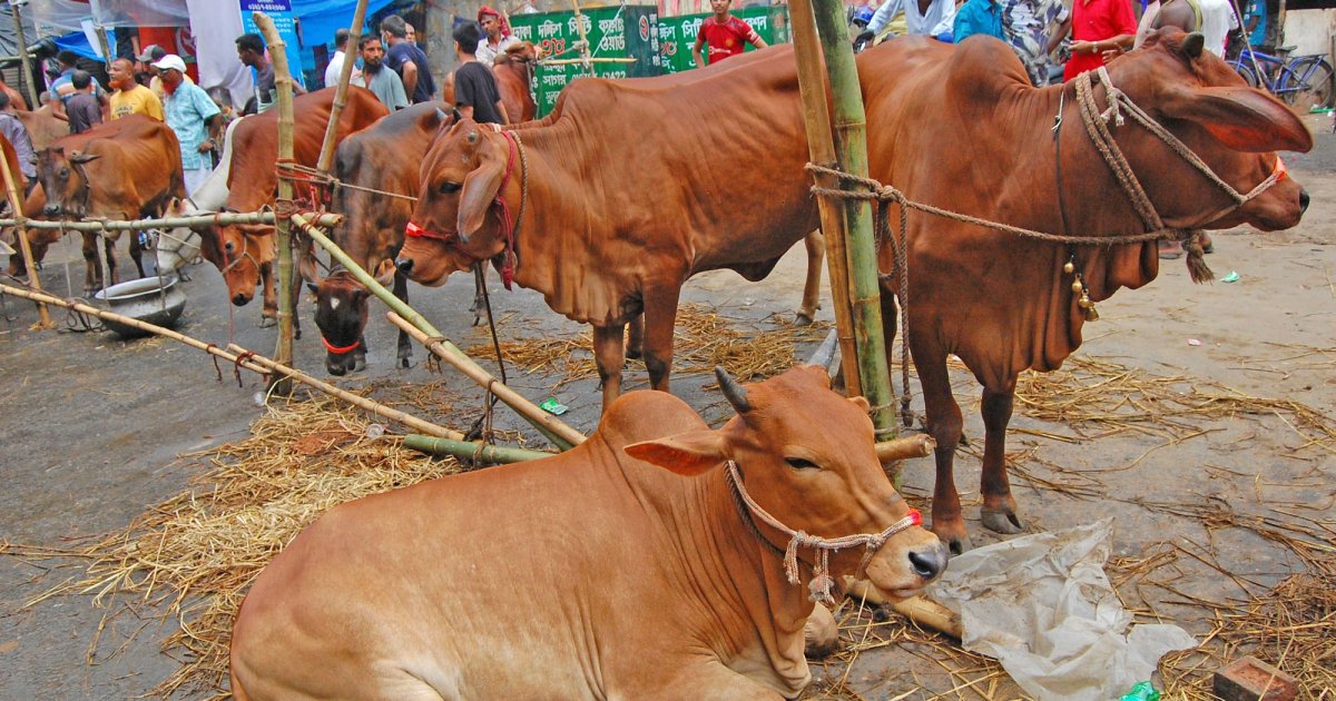 চামড়া কিনে বিপাকে মৌসুমি ব্যবসায়ীরা, পুঁজি হারানোর শঙ্কা