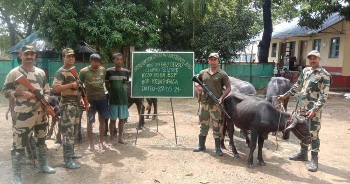 গরু-মহিষ পাচারকালে দুই বাংলাদেশিকে আটকের দাবি বিএসএফের