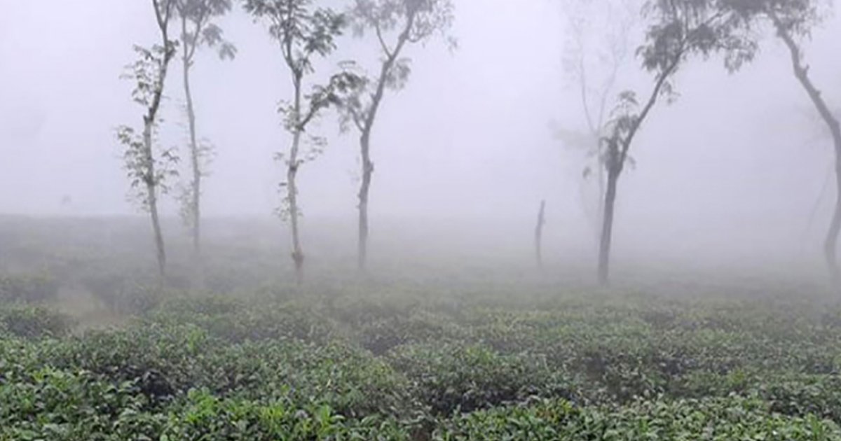 দেশের সর্বনিম্ন তাপমাত্রা শ্রীমঙ্গলে, শীতবস্ত্রের অভাব চা-শ্রমিকদের