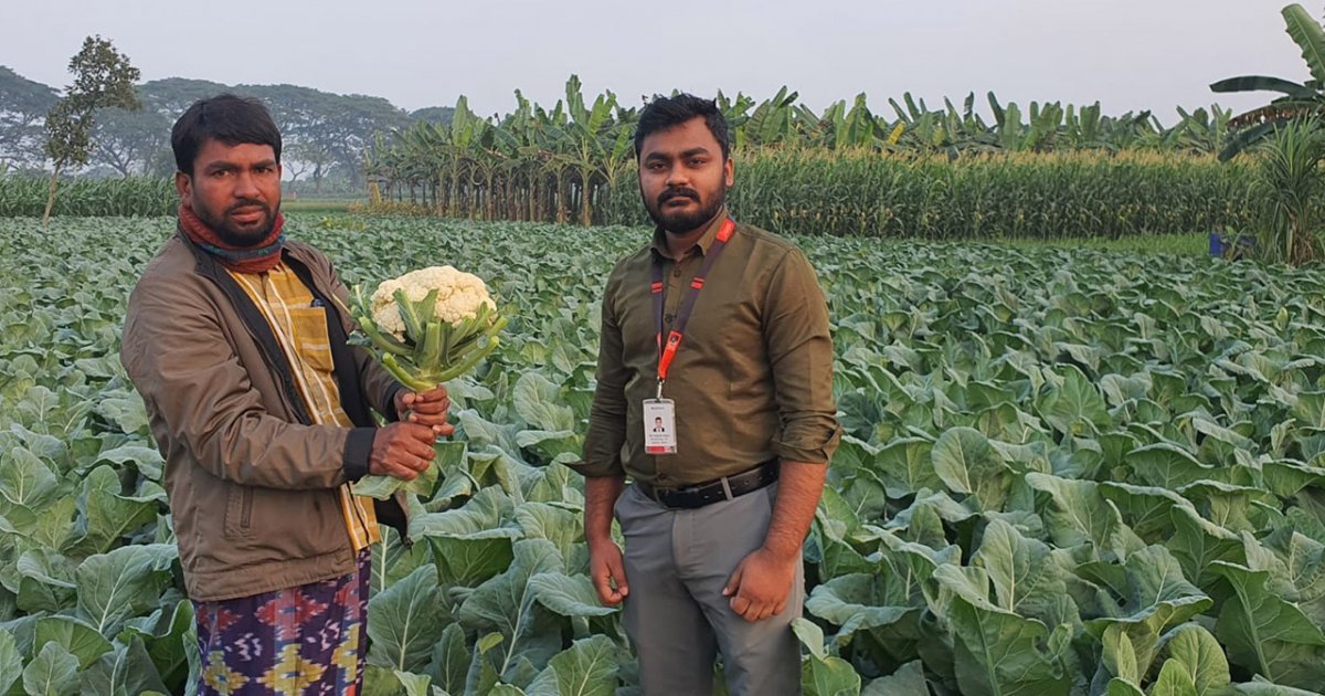 দাম না পেয়ে জমিতেই নষ্ট হচ্ছিল ফুলকপি, কিনে নিলো ‘স্বপ্ন’