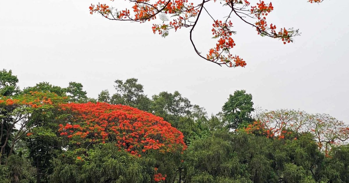 রঙ লেগেছে কৃষ্ণচূড়ায় (ফটো স্টোরি)