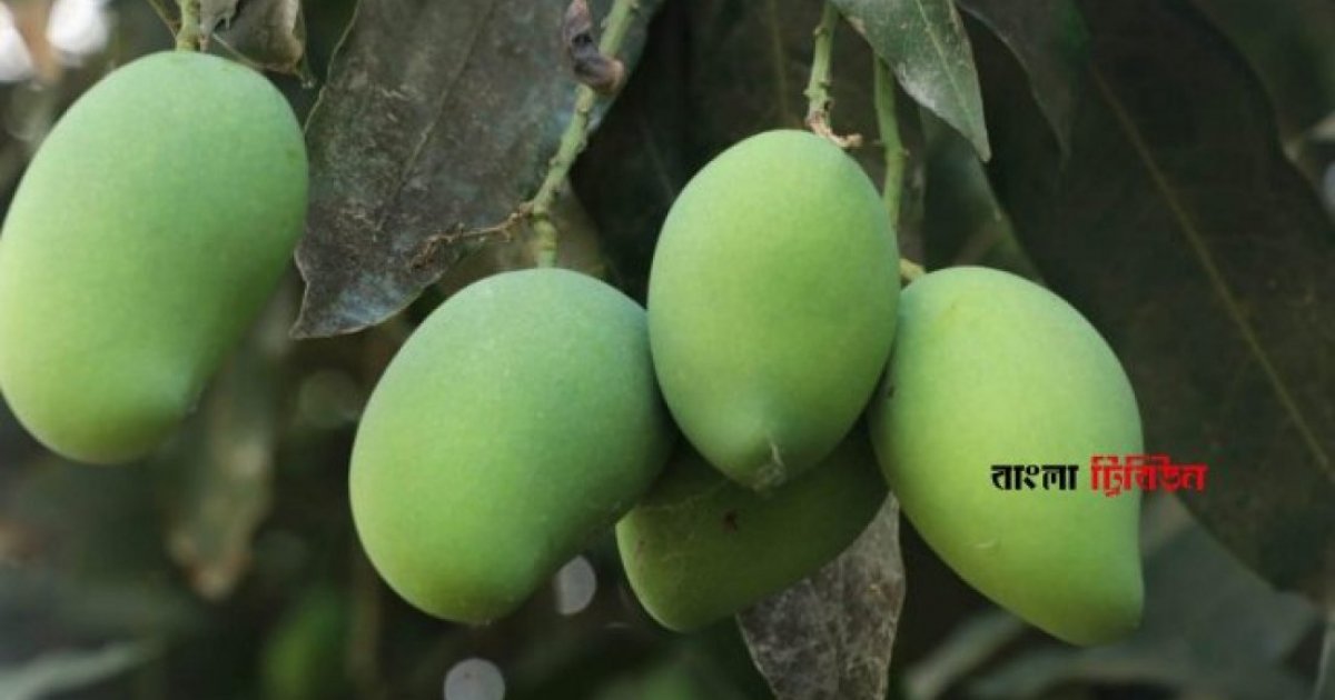সাতক্ষীরার কোন আম কবে বাজারে আসবে