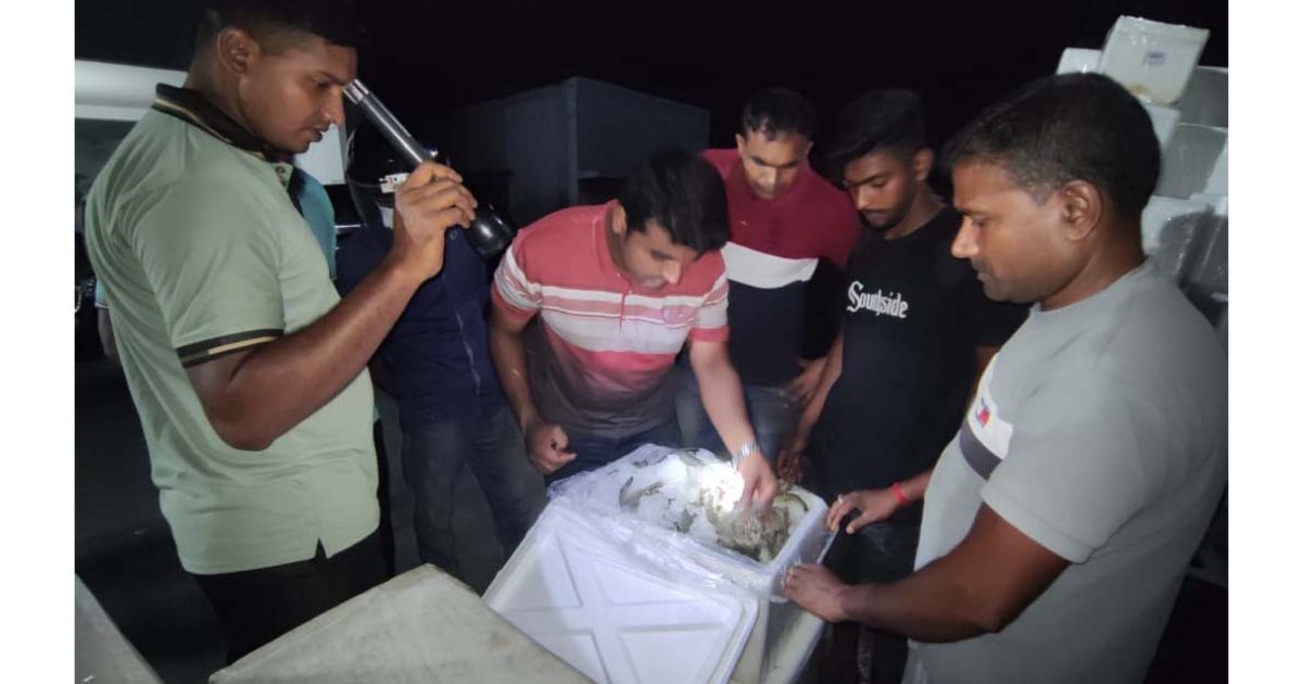 জেলি পুশ করা ৫ পিকআপ চিংড়ি মাছ জব্দ, ৫ ব্যবসায়ীকে জরিমানা