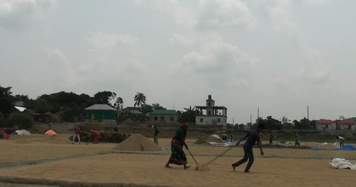 হাওরে ধানের বাম্পার ফলন হলেও দাম নিয়ে হতাশ কৃষক