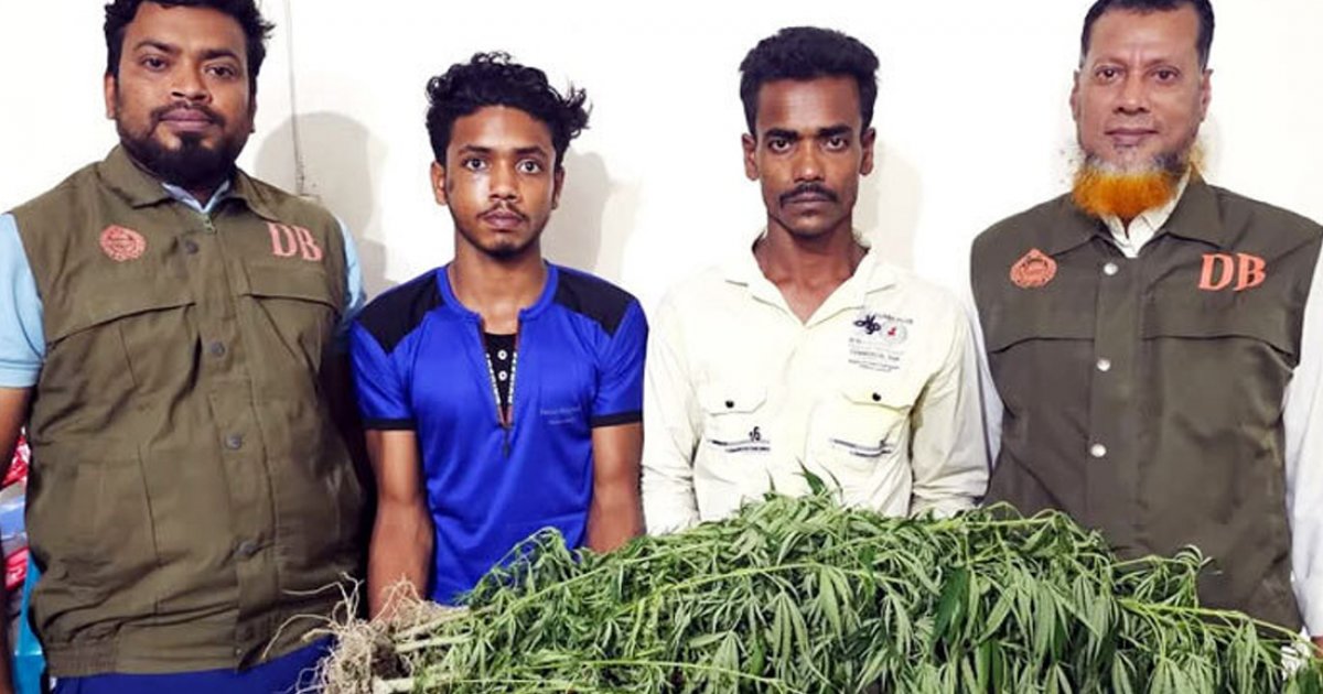 ভুট্টাক্ষেতে গাঁজা চাষ, আটক দুই যুবক