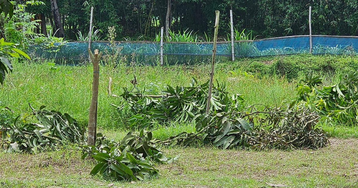 প্রবাসীর শখের বাগান কেটে ফেললো দুর্বৃত্তরা