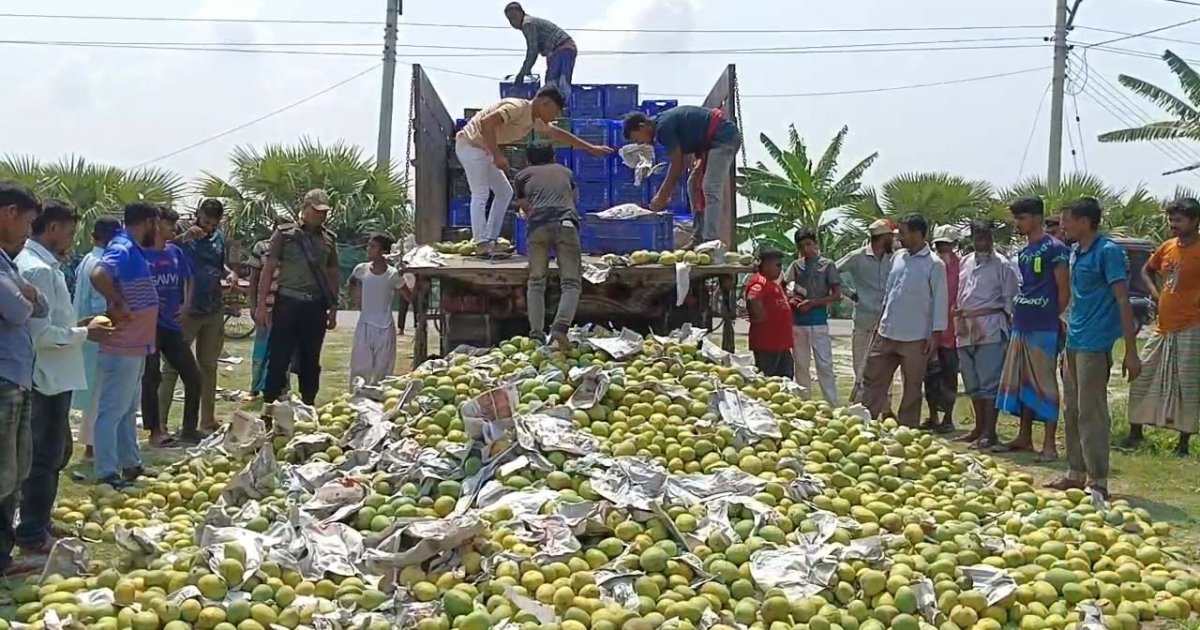এক ট্রাক অপরিপক্ব আম ধ্বংস করলো সাতক্ষীরা জেলা প্রশাসন