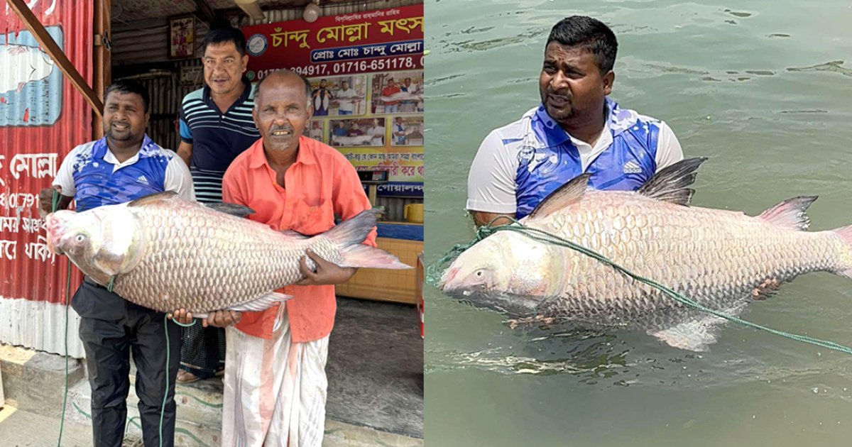 জেলের জালে অর্ধলক্ষ টাকা দামের কাতল