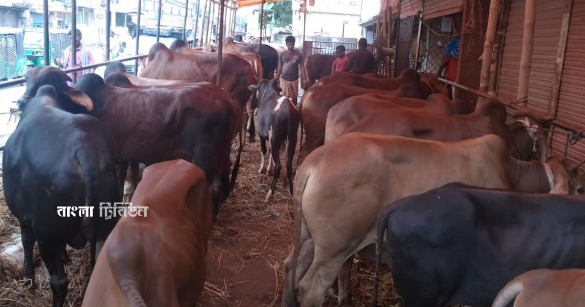 চট্টগ্রামে কোরবানিদাতা বেড়েছে ৬৭ হাজার, পশুর ঘাটতি