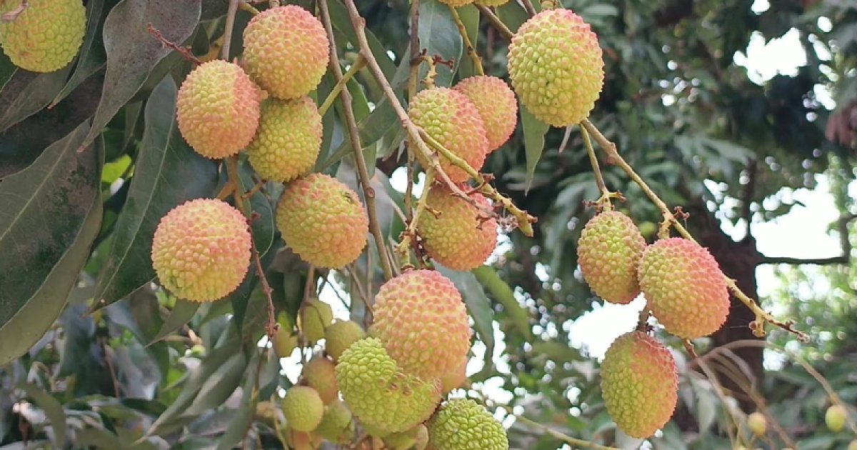 বেদেনা লিচুর জিআই স্বীকৃতি: রফতানির উদ্যোগ চান দিনাজপুরের কৃষকরা