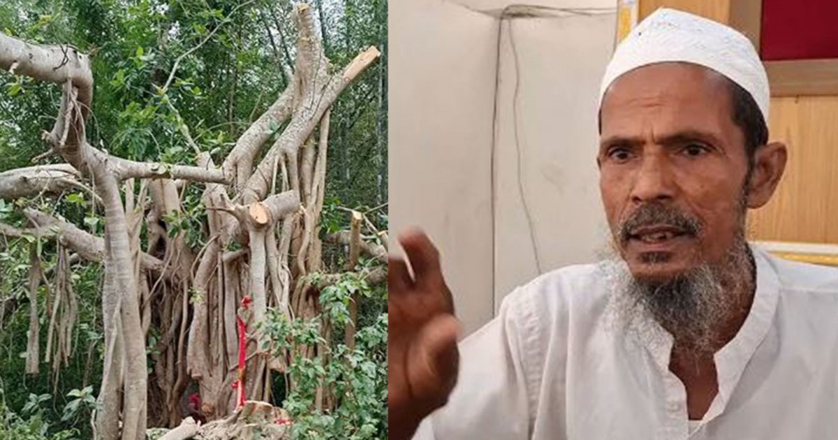 ‘শিরক’ আখ্যা দিয়ে বটগাছ কর্তন: মালিক বললেন, ‘বিক্রি করে দিয়েছি’