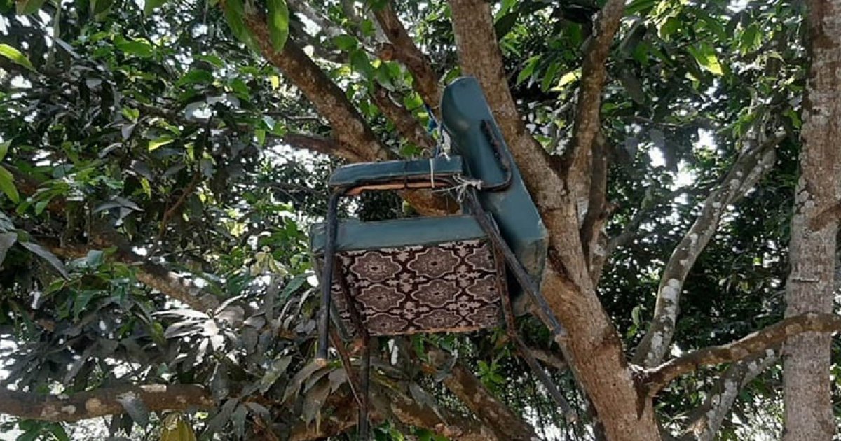 বিএনপির দুই গ্রুপের দ্বন্দ্ব, প্রধান শিক্ষকের চেয়ার ঝুলছে গাছে