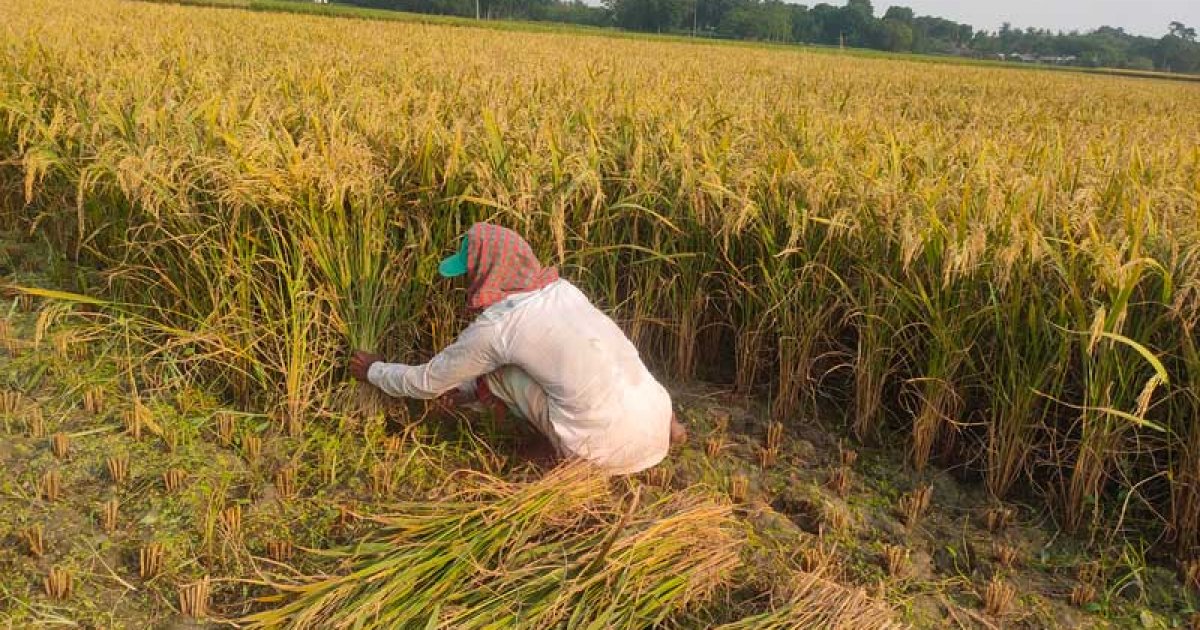 কুষ্টিয়ায় বছরের সর্বোচ্চ তাপমাত্রা, প্রচণ্ড দাবদাহে জনজীবন দুর্বিষহ