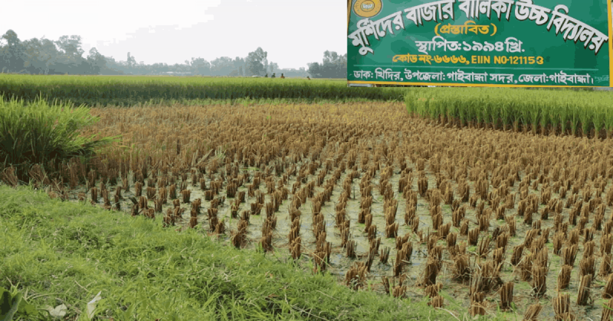 আ.লীগ নেতার দখলে থাকা বিদ্যালয়ের জমির ধান কেটে নিলো শিক্ষক-কমর্চারীরা
