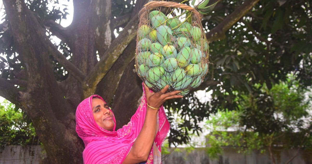 ‘ম্যাংগো ক্যালেন্ডার’ অনুযায়ী রাজশাহীতে গাছপাকা আম নামানো শুরু