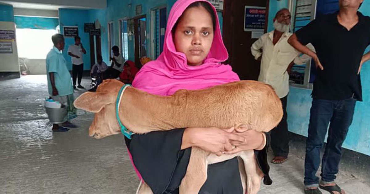 ‘চাঁদা’ না পেয়ে গরু নিয়ে গেলেন স্বেচ্ছাসেবক দলের কর্মী, বাছুর নিয়ে আদালতে গৃহবধূ
