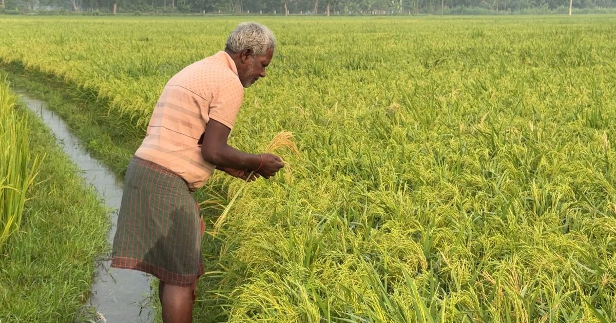 হিলিতে বোরো ধানে মাজরা পোকার আক্রমণ, দুশ্চিন্তায় চাষিরা