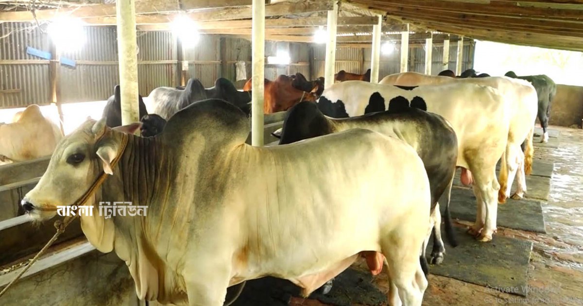 সিরাজগঞ্জে চাহিদার তুলনায় বেশি ৪ লাখ কোরবানির পশু