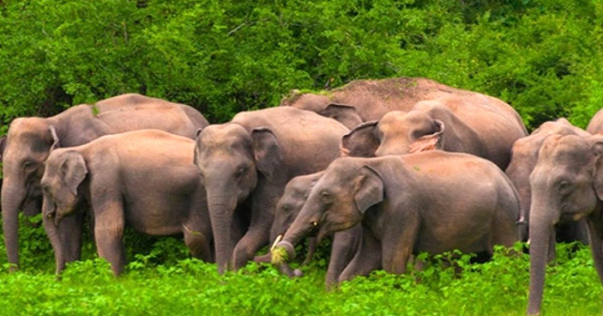 ক্ষেত পাহারা দেওয়ার সময় বন্যহাতির আক্রমণে কৃষকের মৃত্যু