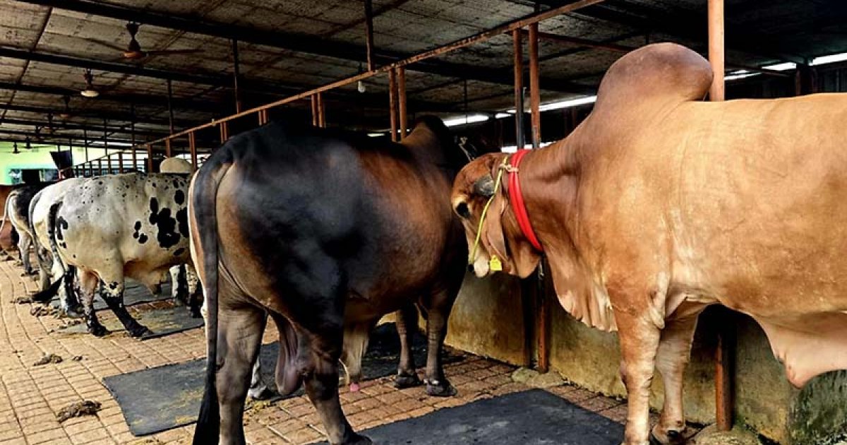 ব্রাহ্মণবাড়িয়ায় চাহিদার চেয়ে বেশি রয়েছে কোরবানিযোগ্য পশু