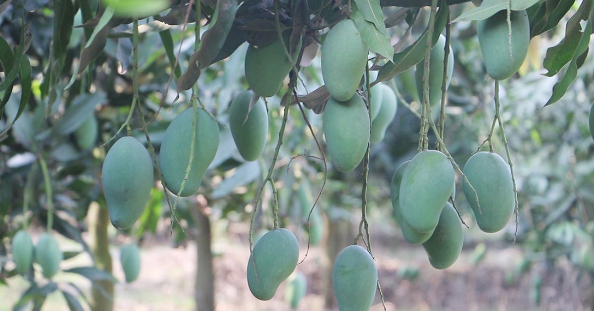 নওগাঁয় আম পাড়া শুরু, আম্রপালি পাওয়া যাবে কবে