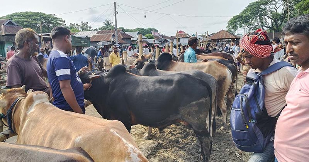 হাওরাঞ্চলে জমজমাট পশুর হাট, দাম তুলনামূলক কম