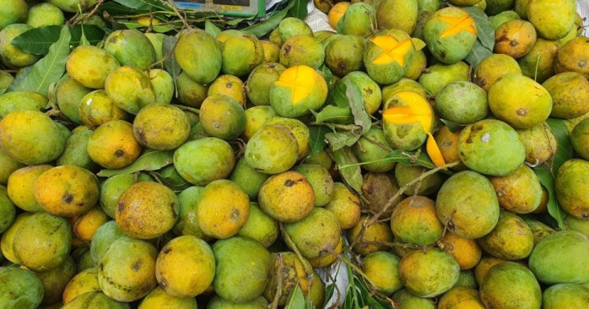 কোন সময়ে কোন আম পাকে জেনে নিন