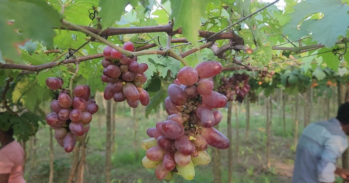 মিষ্টি বিদেশি আঙুর চাষ হচ্ছে দেশে, রয়েছে বাণিজ্যিক সম্ভাবনা
