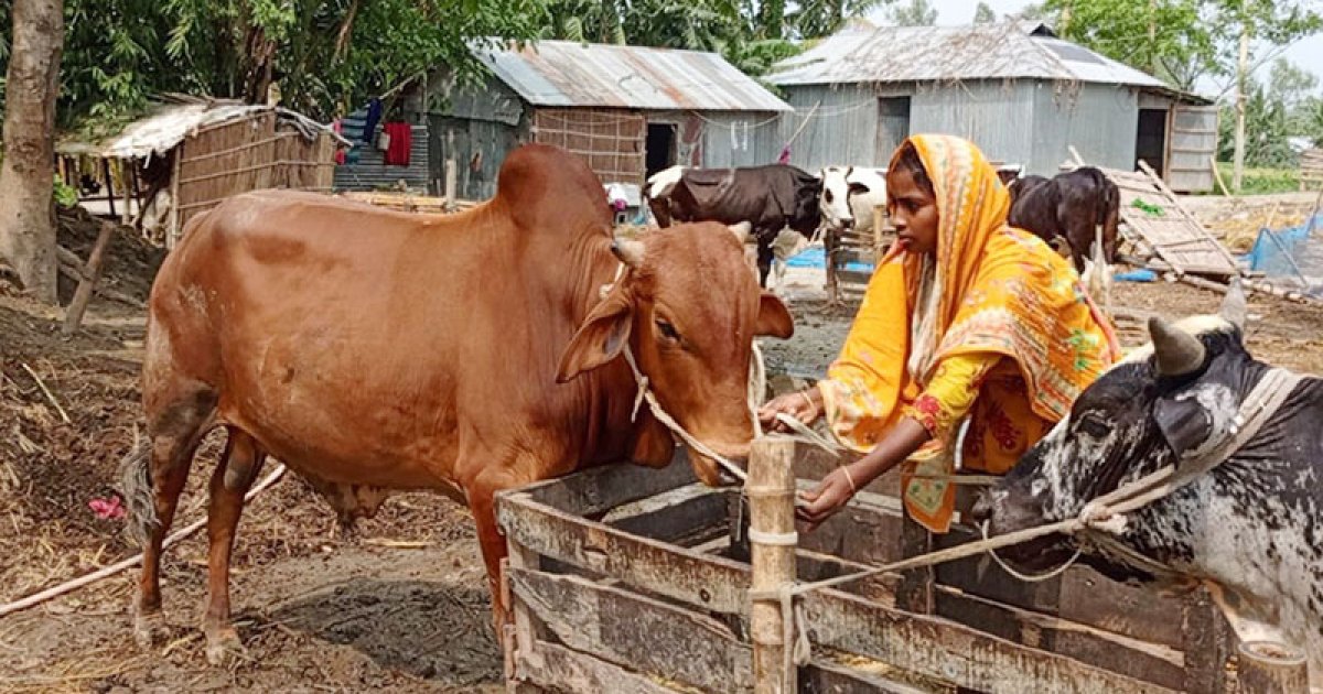 বগুড়ায় কোরবানির জন্য প্রস্তুত ৭ লাখ ৪৬ হাজার পশু