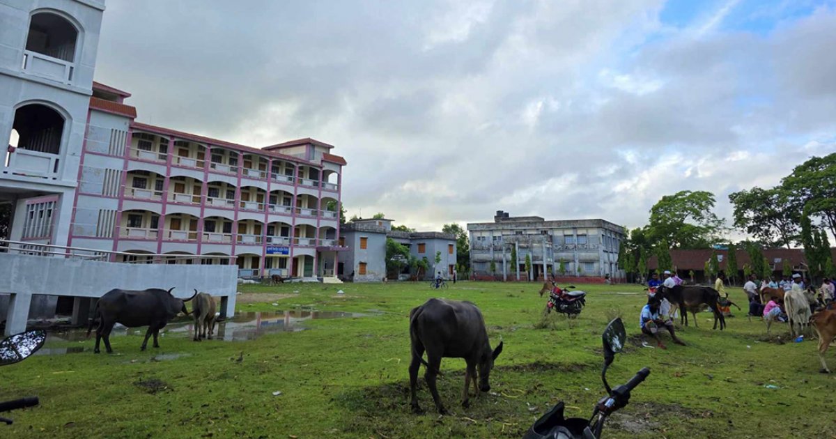 বিদ্যালয়ের মাঠে গরুর হাট