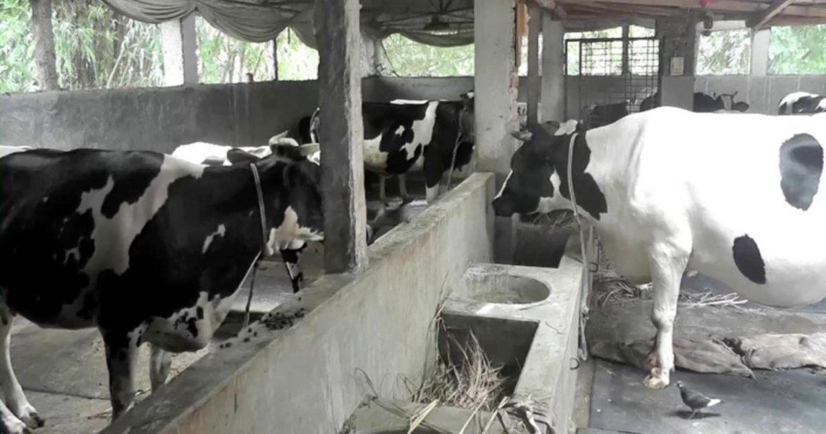 রংপুরে চাহিদার চেয়ে বেশি কোরবানির পশু, ভালো দামের আশা খামারিদের