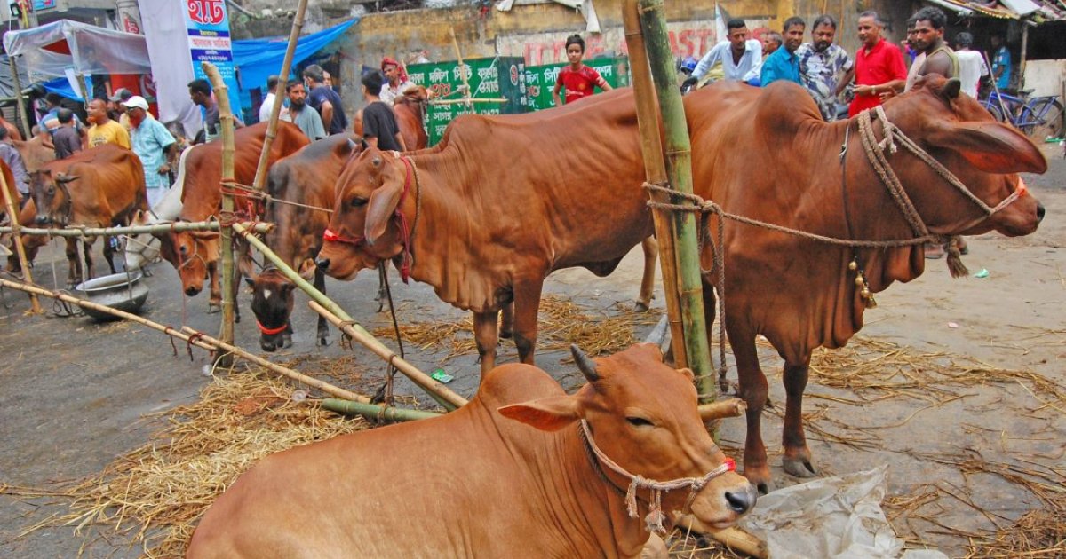 কোরবানির পশুর চামড়ার সর্বনিম্ন দাম ১১৫০ টাকা