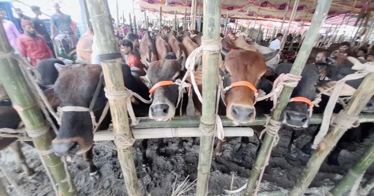 ৭৭ লাখ টাকা কমে তৃতীয় দরদাতাকে পশুর হাট দিচ্ছে ডিএনসিসি!