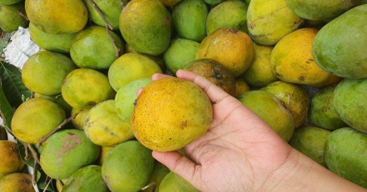 ডায়াবেটিস রোগীরা আম খাওয়ার আগে কিছু পরামর্শ জেনে নিন