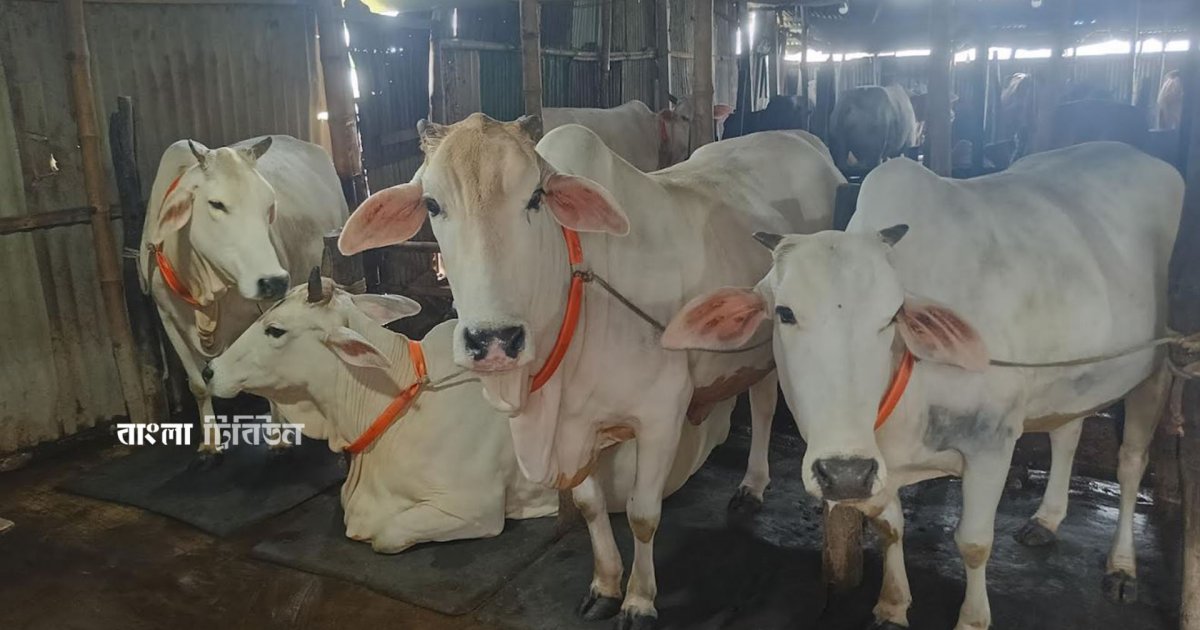 হারিয়ে গেছে সাদা গরুর সুদিন, ফিরবে কীভাবে