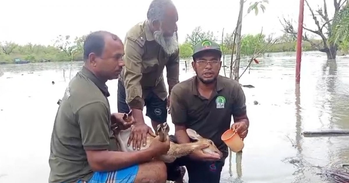 পানিতে ভেসে যাওয়া হরিণের শাবক উদ্ধার, অপরটির মরদেহ মাটিচাপা