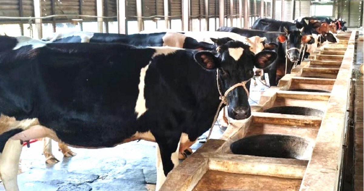 শেরপুরে চাহিদার তুলনায় কোরবানির পশু বেশি