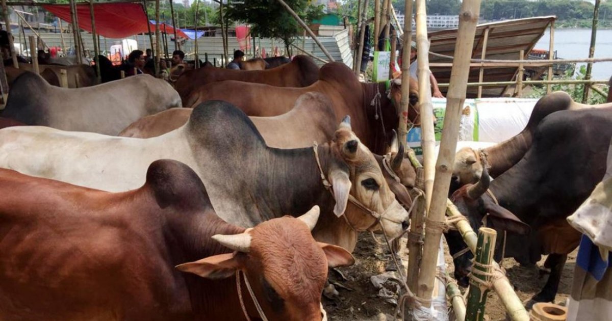 গাজীপুরে এক সপ্তাহে ২৩টি গরু চুরি, আতঙ্কে খামারিরা