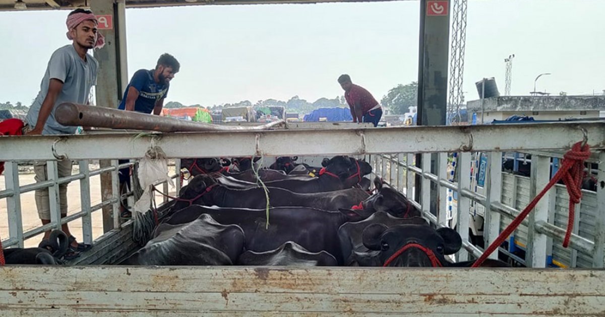 শুল্ক ছাড়াই ভারত থেকে এলো ৯৫টি মহিষ