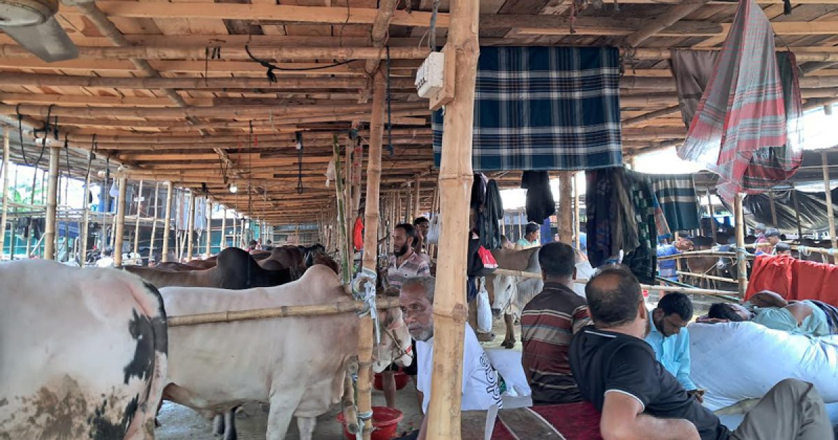 এখনও জমেনি কোরবানির পশুর হাট, ক্রেতার অপেক্ষায় বিক্রেতারা