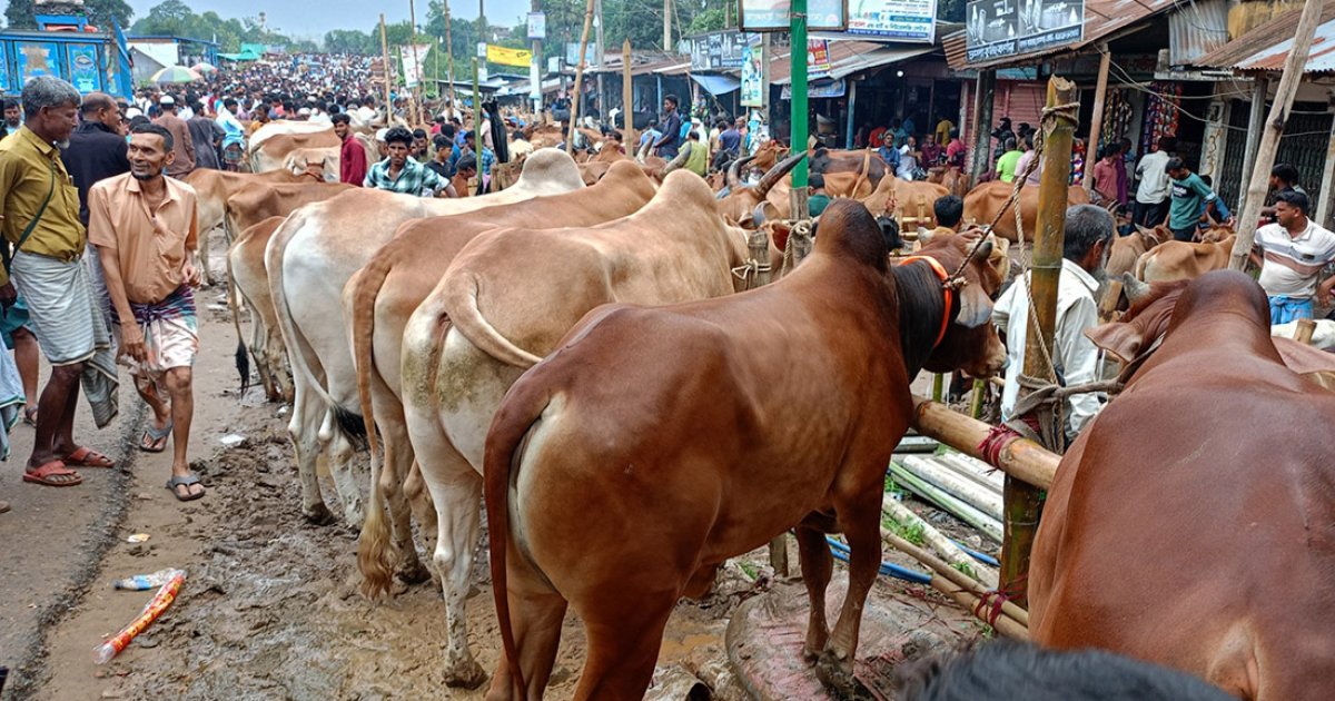 ছোট ও মাঝারি গরুর চাহিদা বেশি