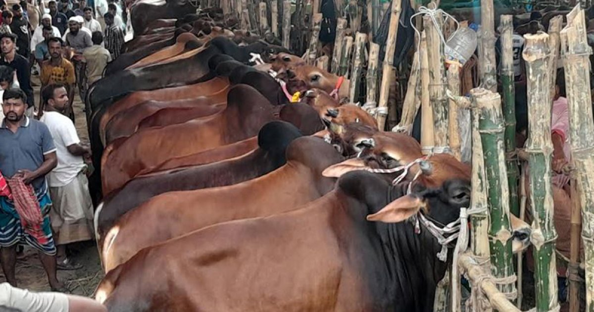 জমে উঠছে পশুর হাট, মাঝারি গরুতে দামের ফারাক ৩০-৪০ হাজার