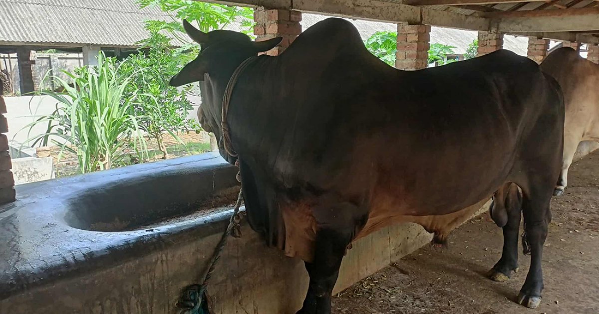 সিলিংফ্যানের নিচে বিশ্রামে থাকে ‘ব্ল্যাক টাইগার’, প্রিয় খাবার আম