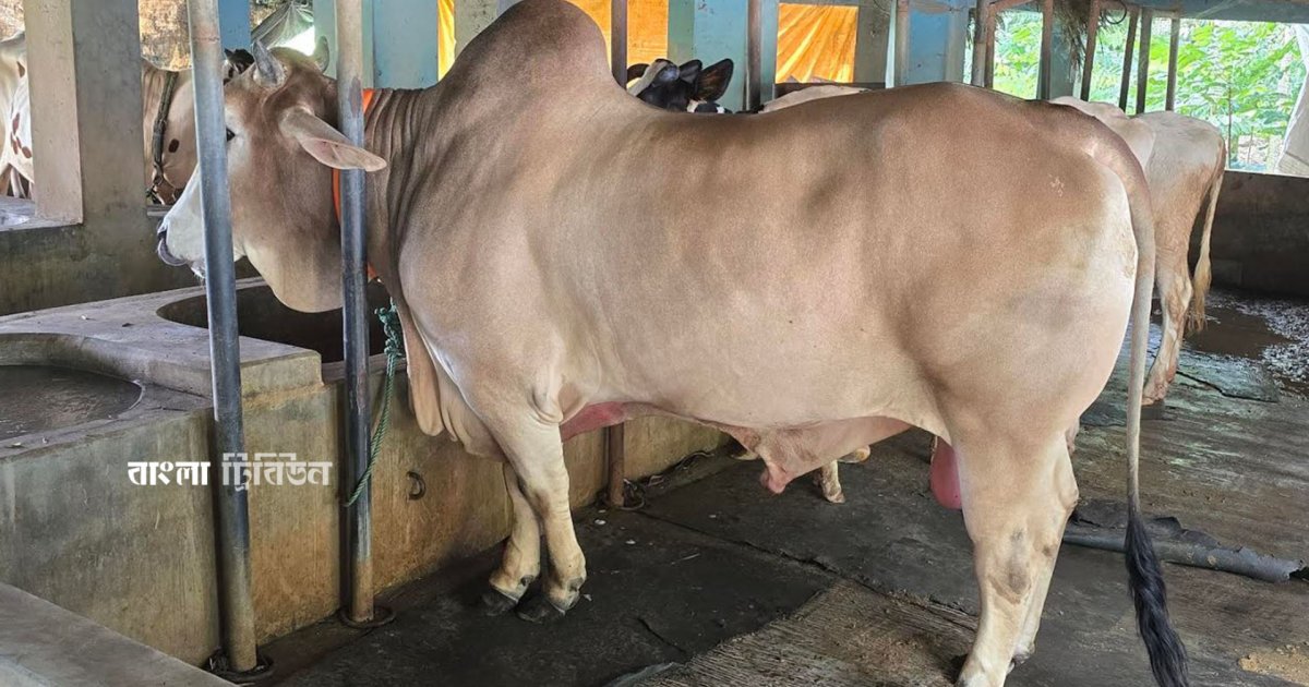 যশোরে এবার অনেকে কোরবানি দিচ্ছেন না
