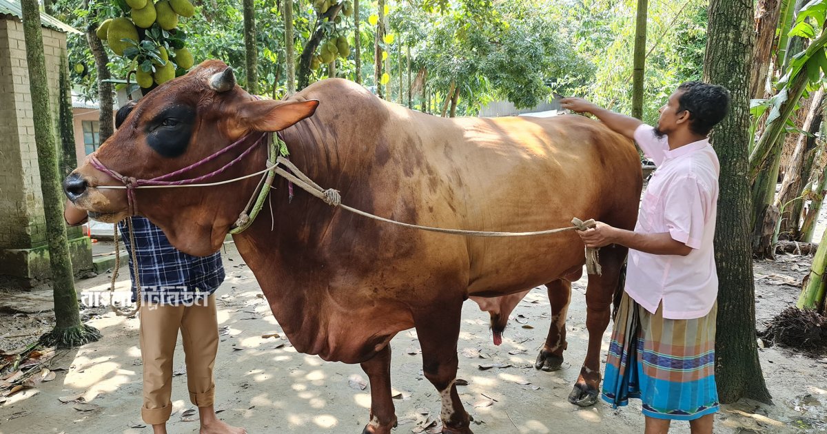 শেরপুরের সবচেয়ে বড় গরু ‘লায়ন’, দাম ১৫ লাখ